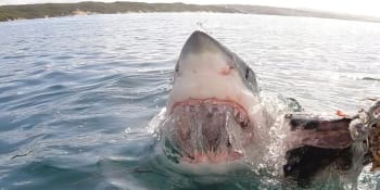 Záhadný útok žraloka: Ženu napadl v oblasti, kde nikdy neútočil. Místní na něj pořádají hon
