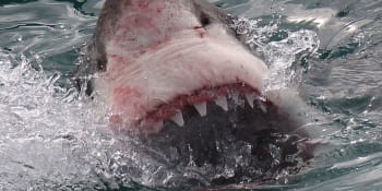 Obrovský žralok překvapil turisty na Floridě. Zubaté parybě spěchali na pomoc, ukazuje video