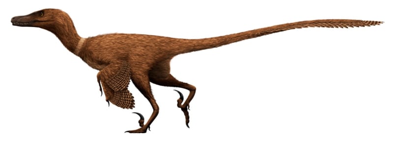 Velociraptor byl ve skutečnosti opeřený