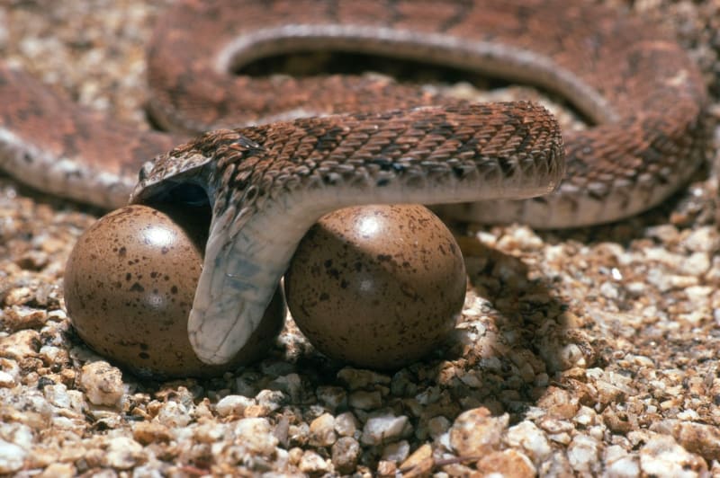 Vejcožraví hadi jsou specializovaní pouze na vejce