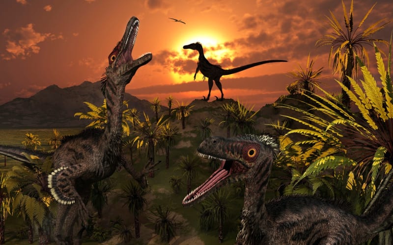 Velociraptor byl spíše samotář