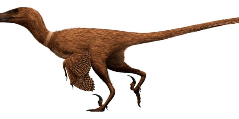 Velociraptor byl ve skutečnosti opeřený