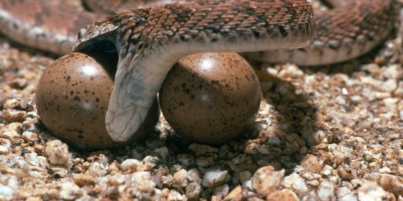 Vejcožraví hadi jsou specializovaní pouze na vejce