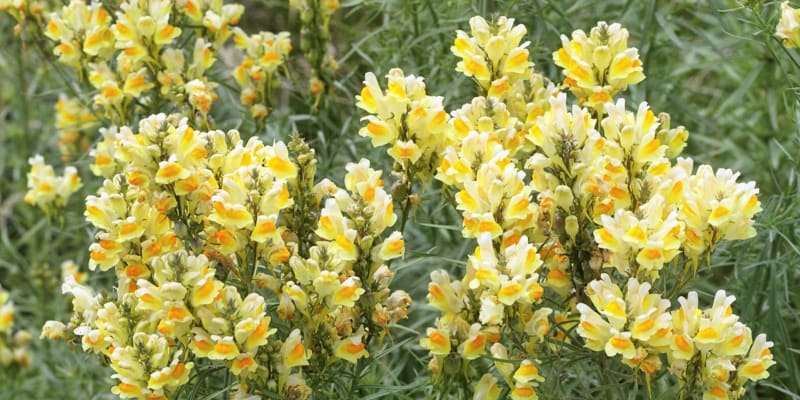 Lnice květel (Linaria vulgaris) kvete většinou celé léto, konkrétně od června do října. Upoutá především svým nápadným květenstvím, které tvoří až 50 žlutooranžových květů. 