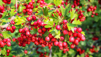 Nasbírejte si hložinky. Červené plody hlohu jsou přírodní lék na srdce a proti stresu. Je z nich výborný čaj i džem 