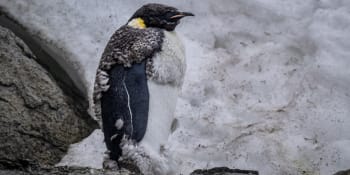 Antarktida už se neuzdraví. Tučňáci hynou, tragické následky hrozí celému světu, varují vědci