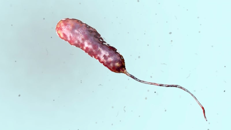 Bakterie Vibrio vulnificus může člověka ohrozit na životě
