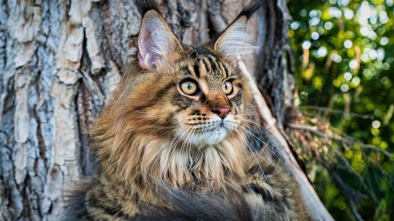 Mainská mývalí kočka je impozantní svou velikostí i povahou. Je hravá a bude s vámi chodit na procházku