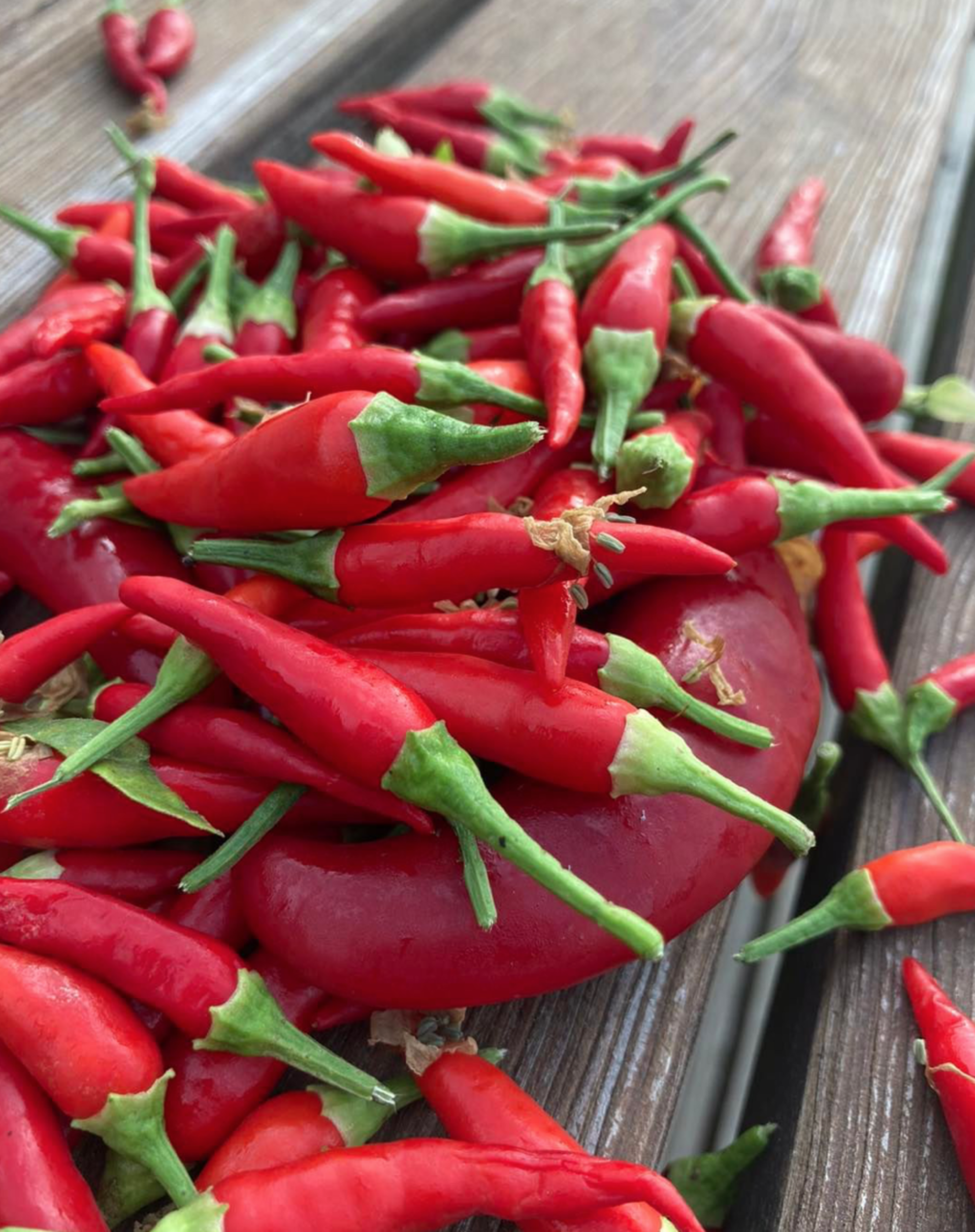 Nejen bylinky, ale i plodící druhy rostlin lze vypěstovat díky aquaponii. Například chilli papričky. 