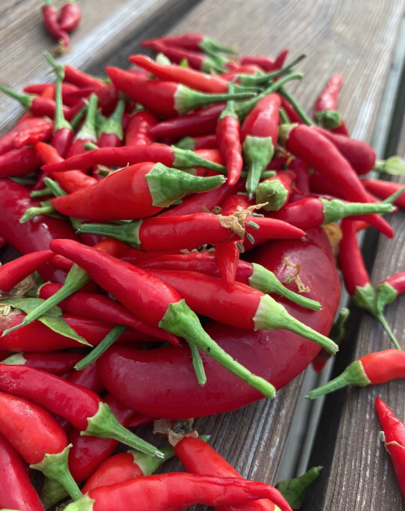 Nejen bylinky, ale i plodící druhy rostlin lze vypěstovat díky aquaponii. Například chilli papričky. 