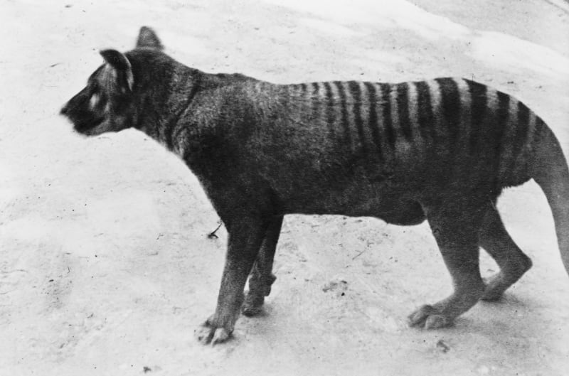 Vakovlk tasmánský, někdy zvaný tasmánský tygr