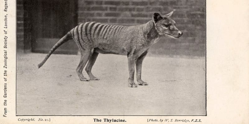 Vakovlk tasmánský, někdy zvaný tasmánský tygr
