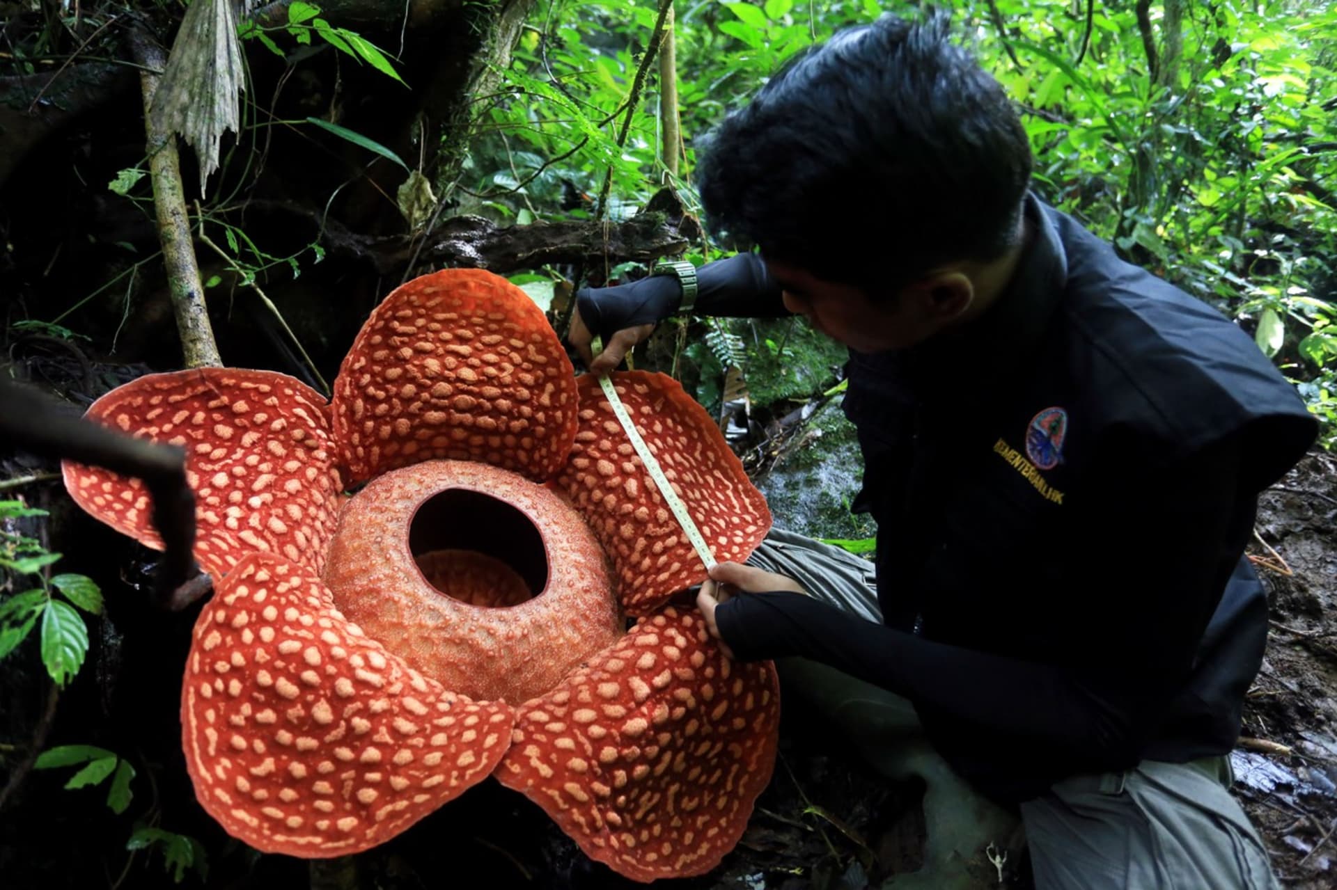 Raflézie má potenciál stát se „ikonou ochrany přírody“ v asijských tropech.