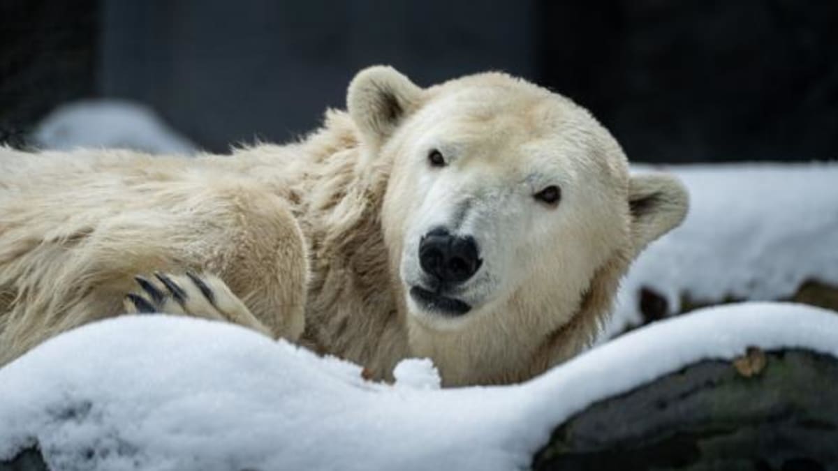 V pražské zoo museli uspat lední medvědici Bertu.