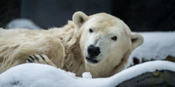 Obrovský smutek v pražské zoo. Zemřela lední medvědice Berta, trpěla neléčitelnou nemocí