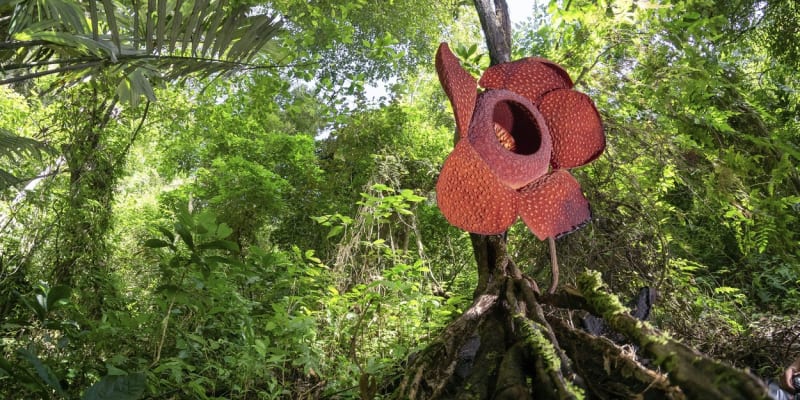 Raflézie má potenciál stát se „ikonou ochrany přírody“ v asijských tropech.