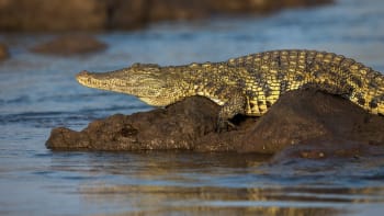 Vědci žasnou, krokodýli je ohromili soucitem. Na psa v řece nezaútočili, pomohli mu na břeh