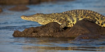Vědci žasnou, krokodýli je ohromili soucitem. Na psa v řece nezaútočili, pomohli mu na břeh