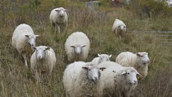 Hladové ovce spásly tři metráky léčebného konopí. Skákaly pak výš než kozy, říká majitel farmy