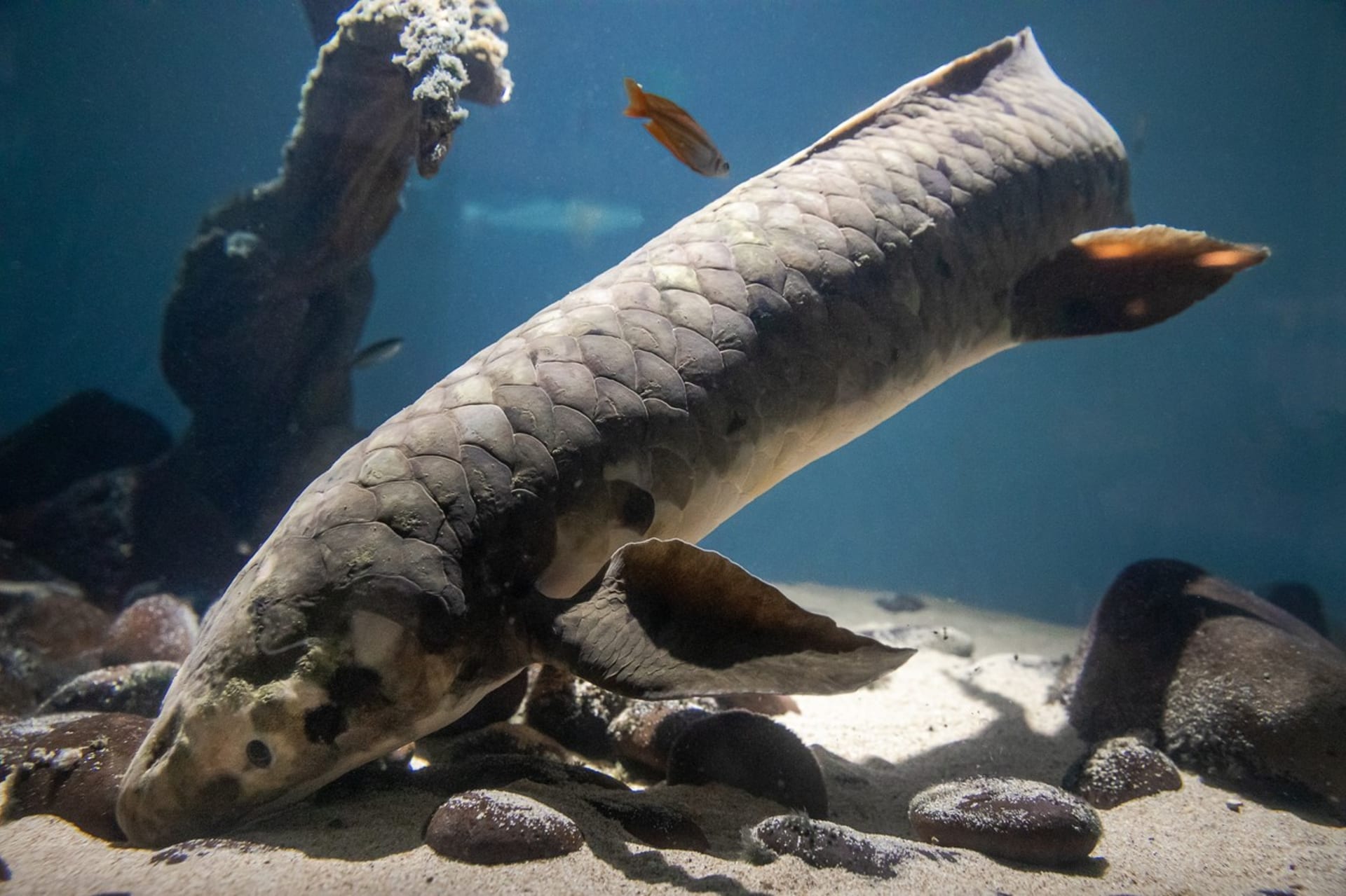 Nejstarší ryba Metuzalém