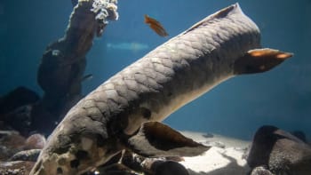 Stará jako Metuzalém. Vědci zjistili věk nejstarší žijící ryby světa, použili speciální test