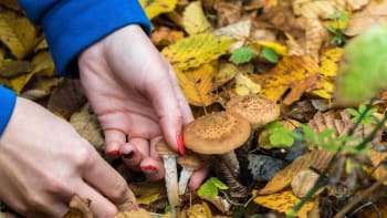 Václavky jsou oblíbené podzimní houby. Lidskému organismu ale mohou ublížit