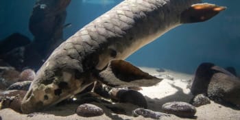 Jako Metuzalém. Vědci zjistili věk nejstarší žijící ryby světa, použili speciální test