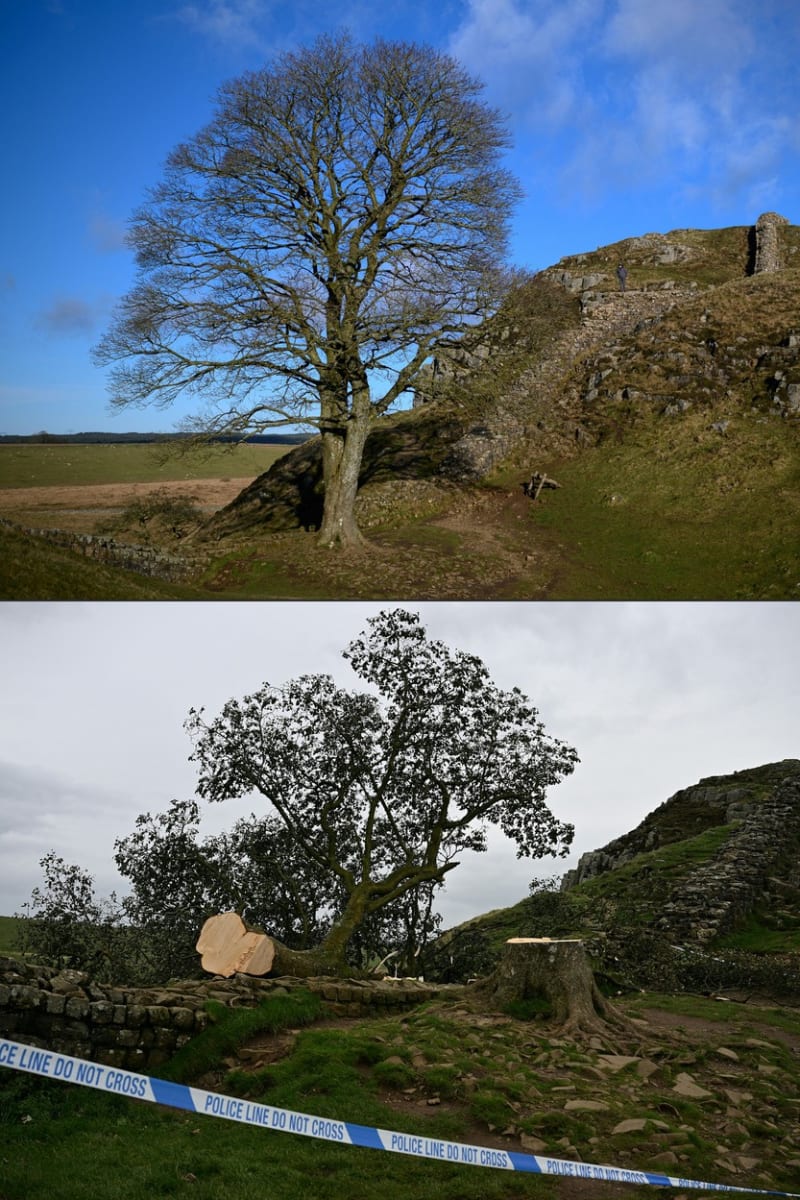 Někdo pokácel zřejmě nejznámější strom v Británii.