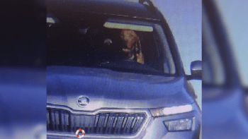 Kuriózní odhalení: Auto na Slovensku řídil velký hnědý pes. Skočil mi na klín, hájil se řidič