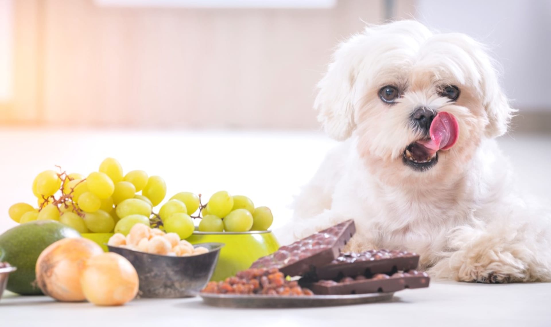 Zakázané potraviny pro psy: Jedovatá čokoláda, nebezpečné ořechy, rizikové hranolky 