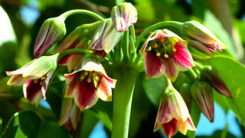 Česnek sicilský je atraktivní jarní květina a magnet na včely. Cibulky sázíme na podzim