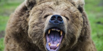 Tragický útok medvěda v národním parku. Řádění šelmy nepřežil kanadský pár a jejich pes