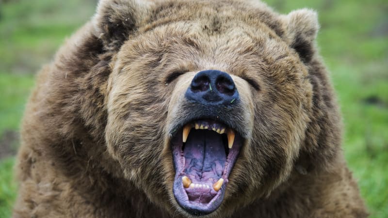 Tragický útok medvěda v národním parku. Řádění šelmy nepřežil kanadský pár a jejich pes