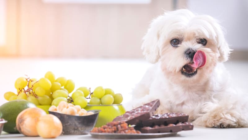 Zakázané potraviny pro psy: Čokoláda je jedovatá, ořechy nebezpečné a hranolky nevhodné