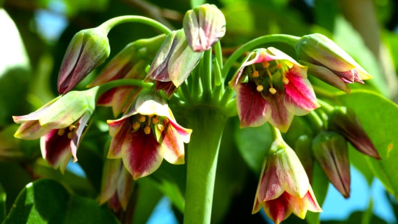 Česnek sicilský je atraktivní jarní květina a magnet na včely. Cibulky sázíme na podzim