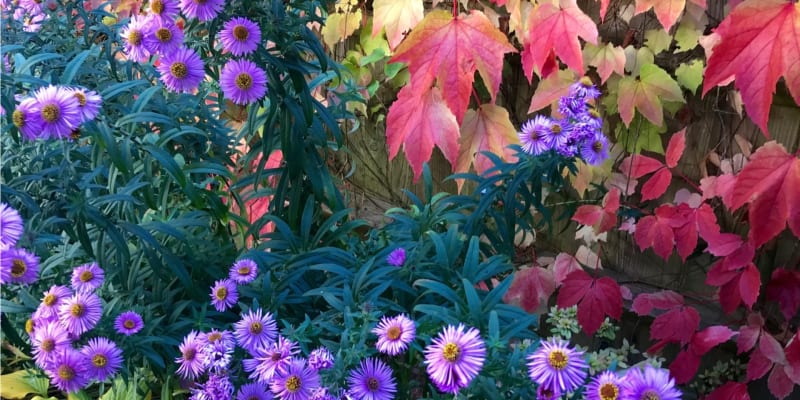 Říjen na zahradě:  Už opravdu nastal čas, kdy se musí veškerá úroda sklidit a uložit do sklepa nebo zpracovat, a zahrada potřebuje uklidit. To však neznamená, že byste se neměli občas zastavit a potěšit se pohledem na barevnou podzimní krásu.
