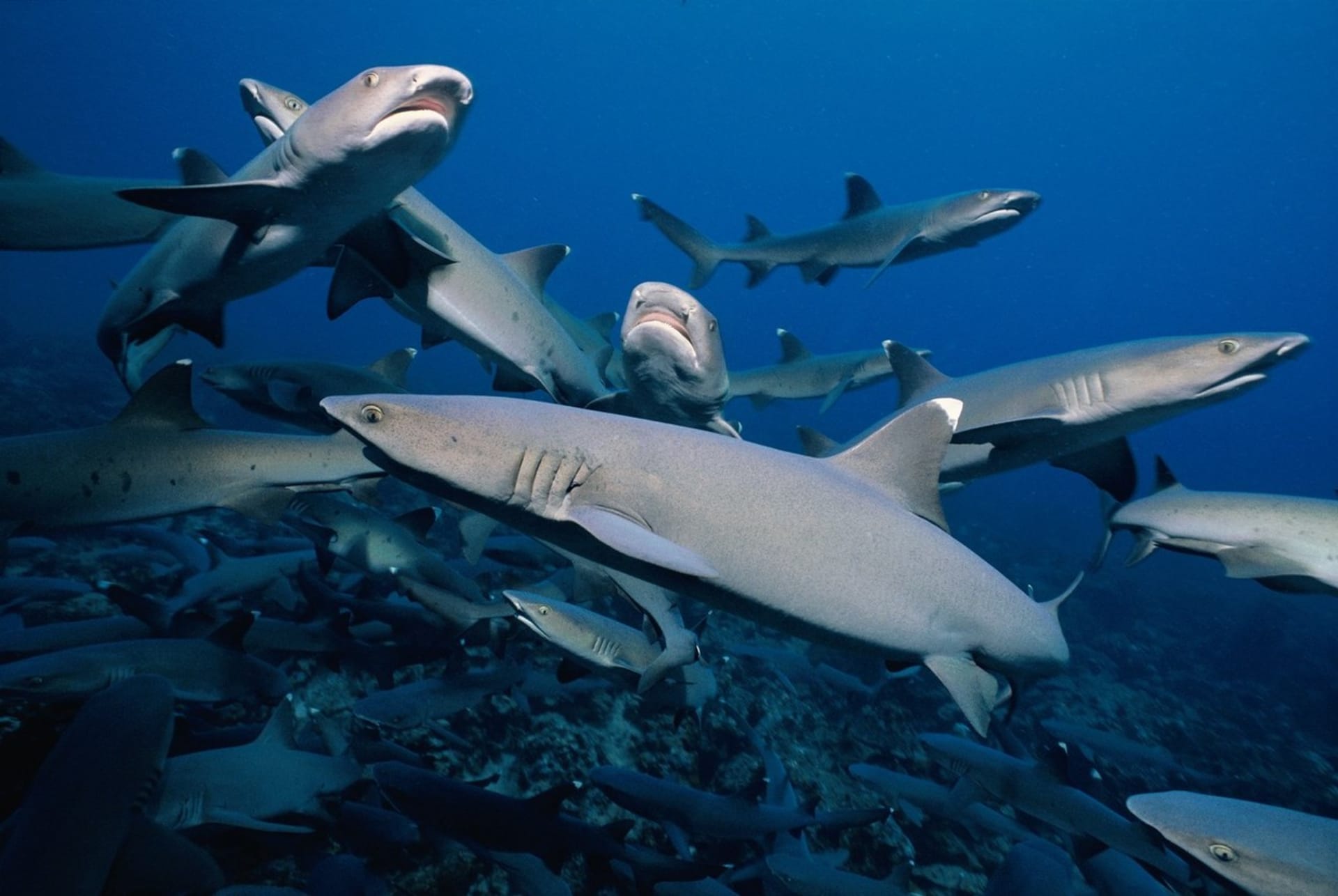 Žralok lagunový loví ve skupině