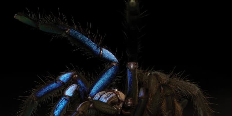 "Elektricky modrá" tarantule Chilobrachys natanicharum 