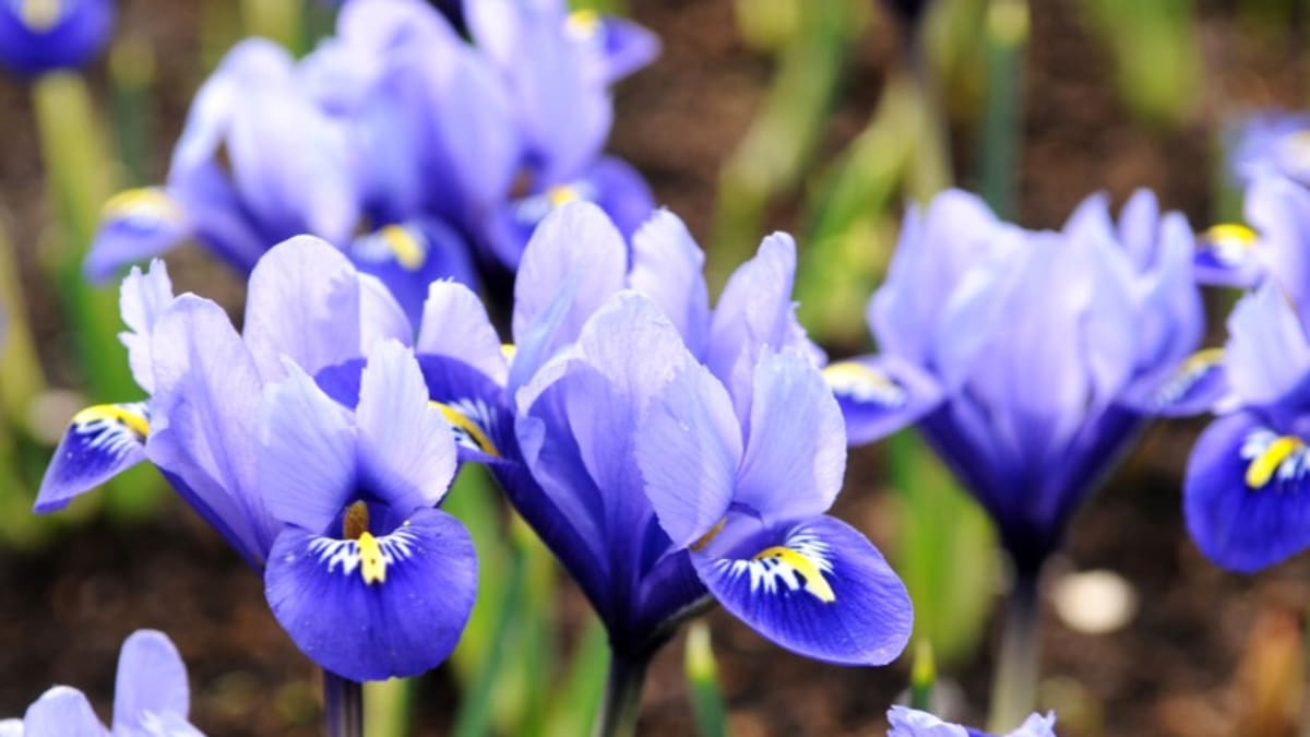 Kromě typických odstínů modré barvy mohou kosatečky rozkvétat i fialovými, purpurovými či nachovými květy se žlutými skvrnami uvnitř každého okvětního plátku.