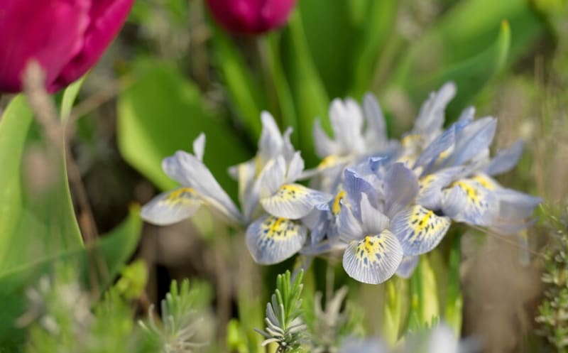 Kromě typických odstínů modré barvy mohou kosatečky rozkvétat i fialovými, purpurovými či nachovými květy se žlutými skvrnami na každém okvětním plátku. 