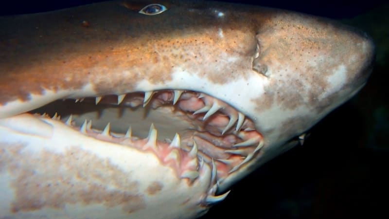 Žralok písečný zabíjí už jako embryo. Usmrtí i člověka a jako jediný polyká vzduch