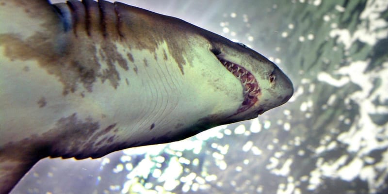 Žralok písečný se pohybuje v hloubce 60190 metrů 