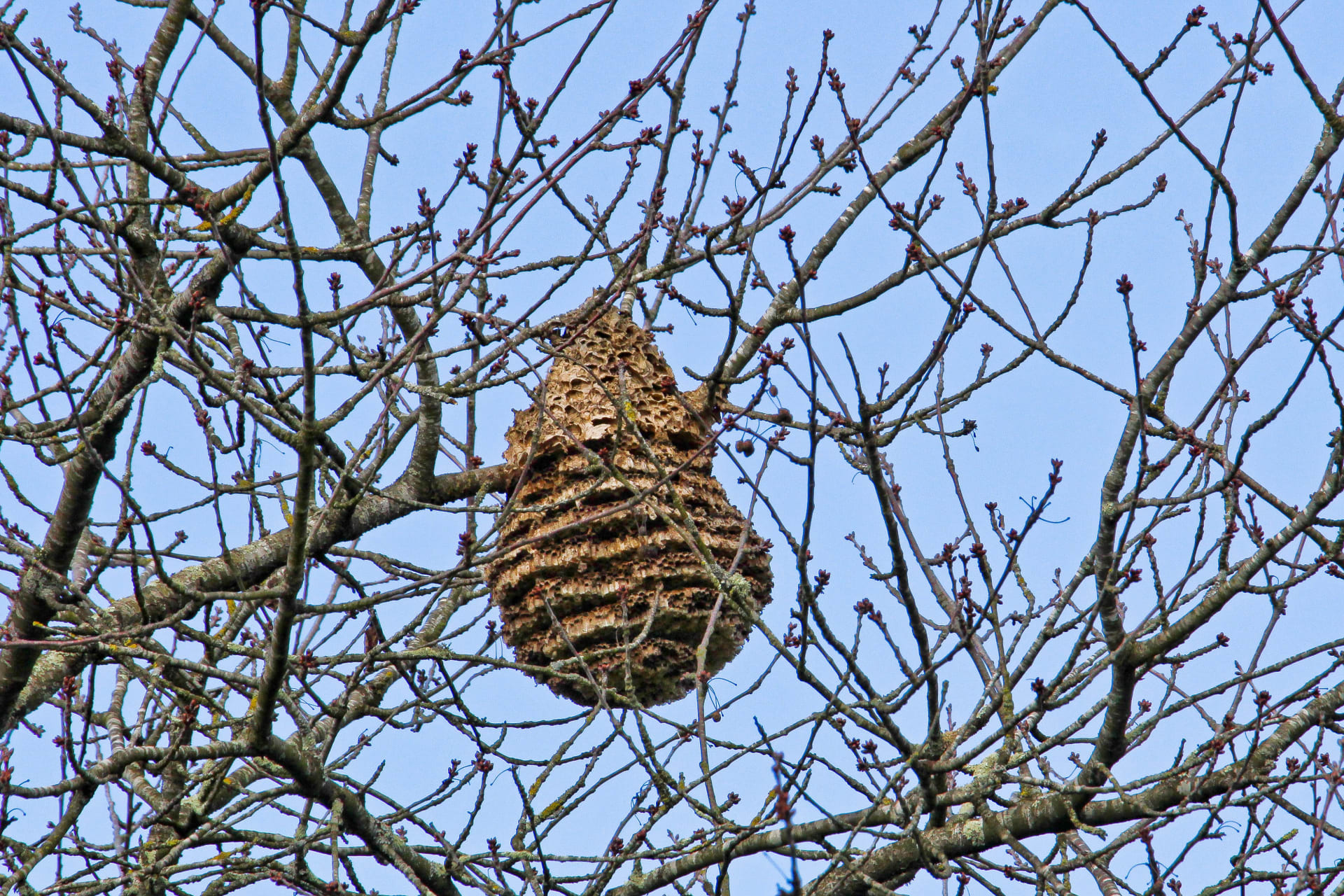 Hnízda sršní asijských jsou většinou na stromech, výjimečně na zemi