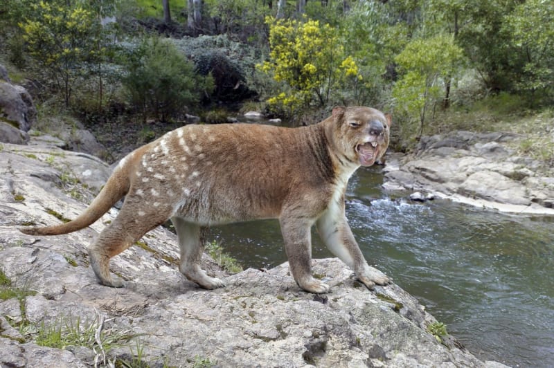 Thylacoleo carnifex žil v Austrálii