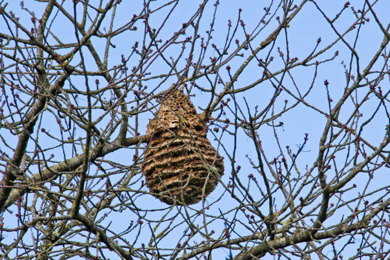 Hnízda sršní asijských jsou většinou na stromech, výjimečně na zemi.