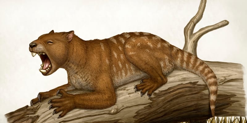 Thylacoleo carnifex měl mocnou čelist