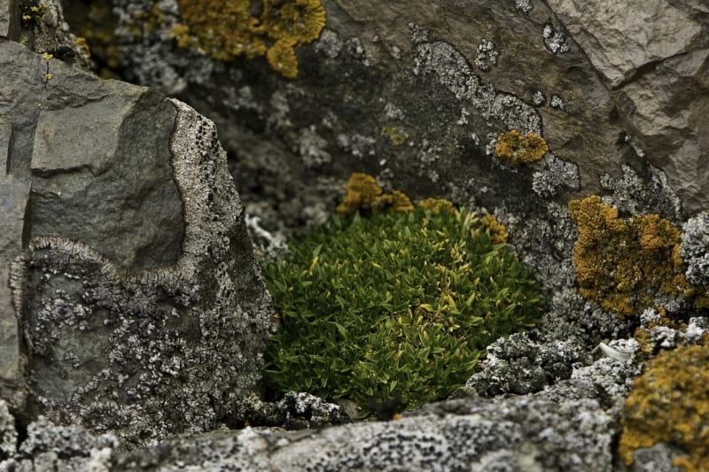 Deschampsia antarctica, jeden z pouhých dvou kvetoucích druhů Antarktidy