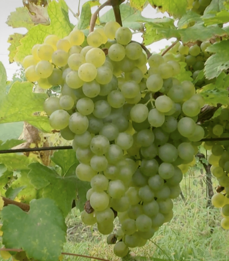 Z letošní úrody, která sice nebyla tak bohatá, očekávají vinaři vydařené víno.