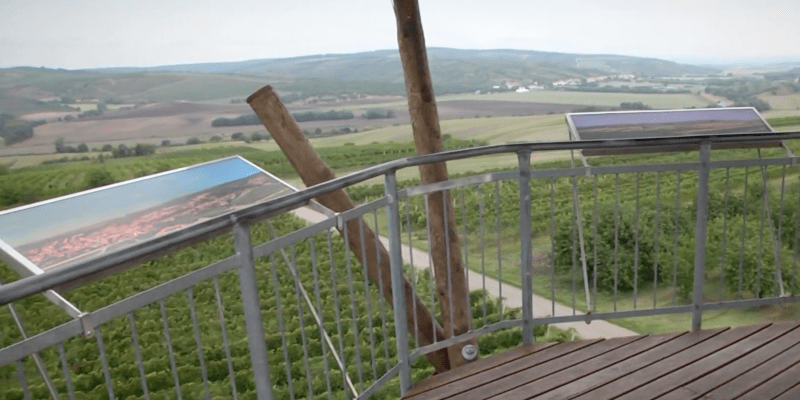 Výhled na vinice ve Velkých Pavlovicích, oblíbený pohled nejen vinařů.