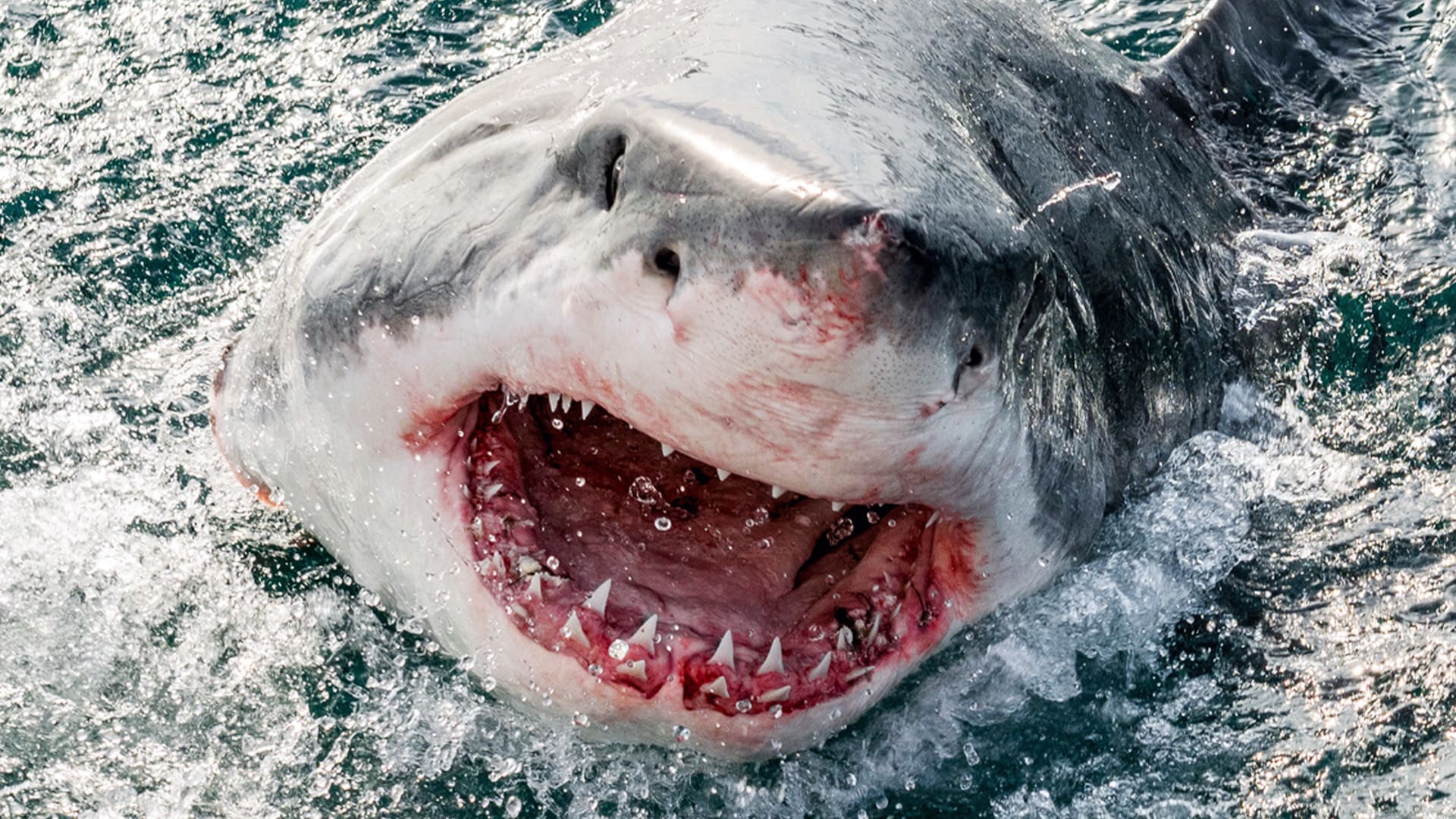 Žralok bílý slyší tlukot srdce oběti